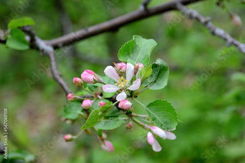 pink flower with buds of blooming apple tree isolated on branch, close-up 