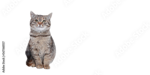 Beautiful funny Kitten. Cat on a white background. Cat posing at camera. Close up portrait of a cute Kitten. Web banner with copy space. Pet. Empty space for text.   photo