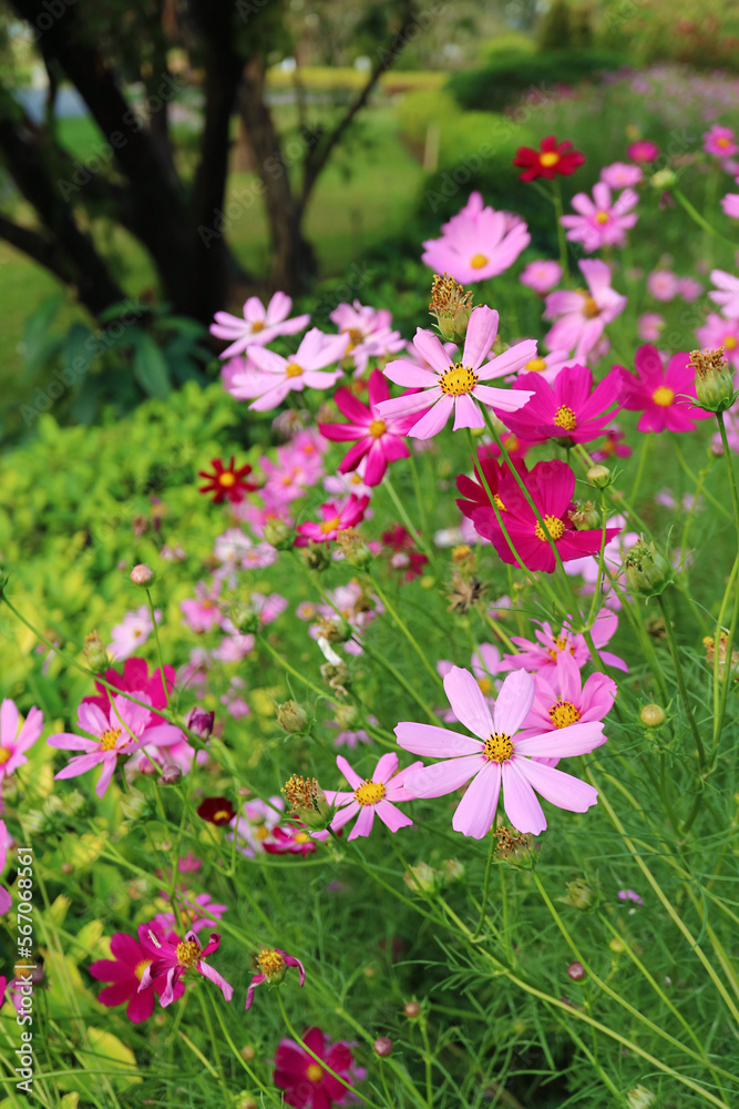 Amazing Various Shades of Pink Garden Cosmos Flowers Blossoming in the Field