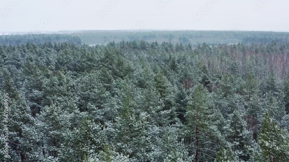 Drone flies over the snowy pine forest. Drone flies over green coniferous trees treetops with snow on it. Beautiful winter forest from a aerial view. Beauty of the winter. Drone flies over the snowy pine forest. Drone flies over green coniferous trees treetops with snow on it. Beautiful winter forest from a aerial view. Beauty of the winter.