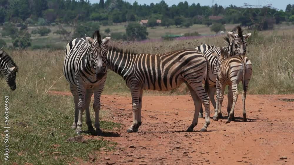Zebra caressing each other and rubbing against one another in the midday sun of South Africa during a Safari Game Drive in the wild. and a zebra laying down Zebra caressing each other and rubbing against one another in the midday sun of South Africa during a Safari Game Drive in the wild. and a zebra laying down
