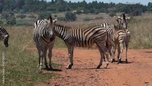 Zebra caressing each other and rubbing against one another in the midday sun of South Africa during a Safari Game Drive in the wild. and a zebra laying down photo