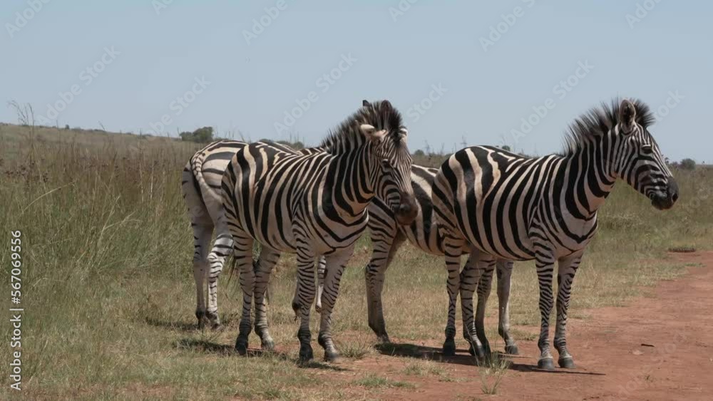 Zebra caressing each other and rubbing against one another in the midday sun of South Africa during a Safari Game Drive in the wild. and a zebra laying down in the heat while the others stand around. Zebra caressing each other and rubbing against one another in the midday sun of South Africa during a Safari Game Drive in the wild. and a zebra laying down in the heat while the others stand around.