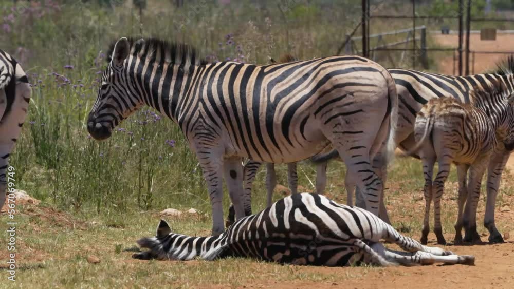 Zebra caressing each other and rubbing against one another in the midday sun of South Africa during a Safari Game Drive in the wild. and a zebra laying down in the heat while the others stand around. Zebra caressing each other and rubbing against one another in the midday sun of South Africa during a Safari Game Drive in the wild. and a zebra laying down in the heat while the others stand around.