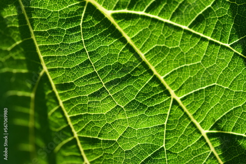 Gros plan sur une feuille de vigne