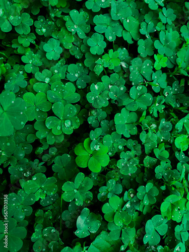 Four leaf clover