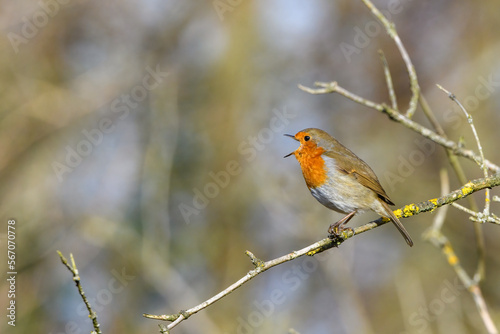 Eurasian Robin, Erithacus Rubecula, Perched on a tree branch, singing. Winter,side view, looking left