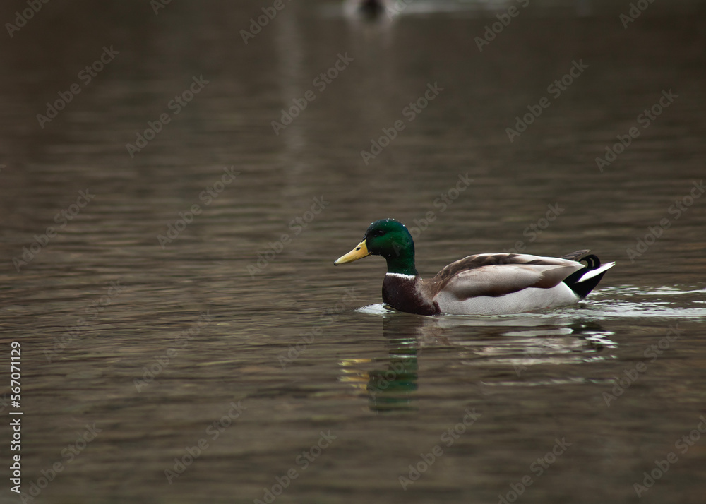 Obraz premium ducks swim in the autumn pond