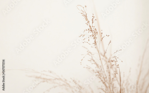 Fotografiet dry plants on a beige background with an empty space for text