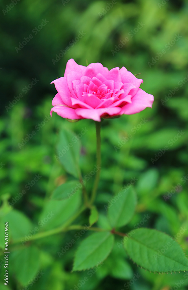 Closeup of a gorgeous Cerise Pink Bourbon Rose Blossoming in the Garden