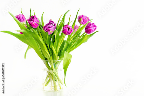 Fototapeta Naklejka Na Ścianę i Meble -  Violet purple tulips colorful bouquet in vase. Beautiful tenderness flowers composition macro close up. Spring floral romantic gift card isolated background. Flower shop and florist design concept