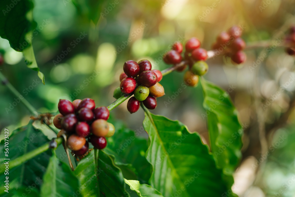 Arabica coffee berries, Coffee beans ripening, fresh coffee, red berry branch, industry agriculture on tree in thailand. Vietnam Arabica coffee berries, Coffee beans ripening, fresh coffee, red berry branch, industry agriculture on tree in thailand. Vietnam