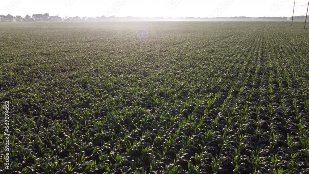 Cornfield. Field corn. Field of young corn sprouts on early summer morning. Aerial drone view. Agricultural agrarian fields of industrial cultivation corn. Farmland. Rural countryside landscape.Glare Cornfield. Field corn. Field of young corn sprouts on early summer morning. Aerial drone view. Agricultural agrarian fields of industrial cultivation corn. Farmland. Rural countryside landscape.Glare