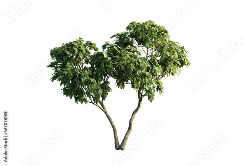3d trees of ficus carica 2 png