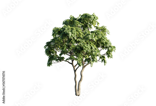 Fototapeta Naklejka Na Ścianę i Meble -  3d trees of ficus carica png
