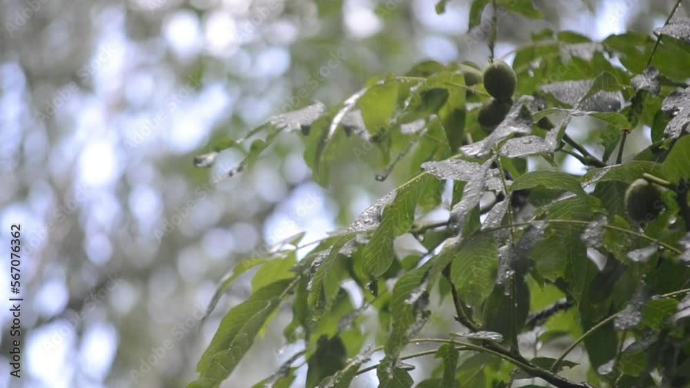 Heavy rain. Drops of heavy rain dripping on large green leaves of tree