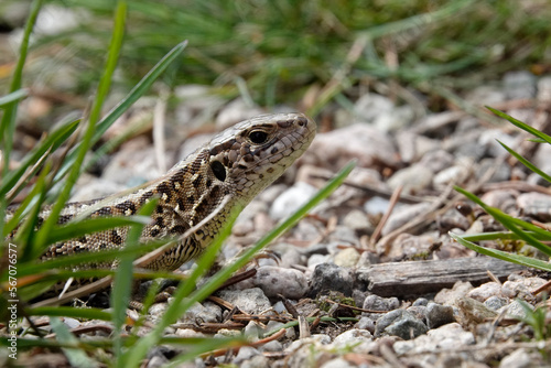 Zauneidechse (Lacerta agilis)