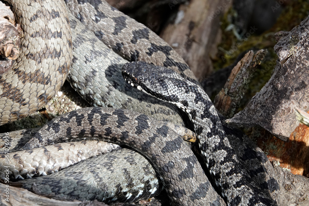 Kreuzotter (Vipera berus) Kreuzotter (Vipera berus)