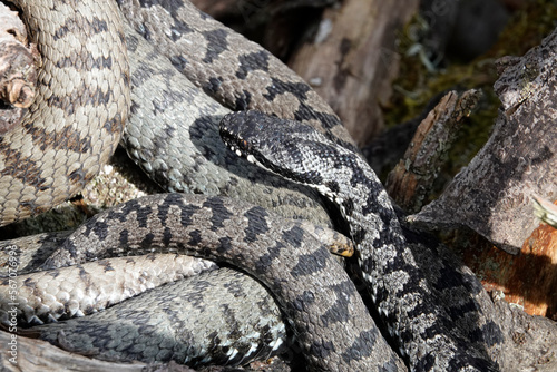 Kreuzotter (Vipera berus)