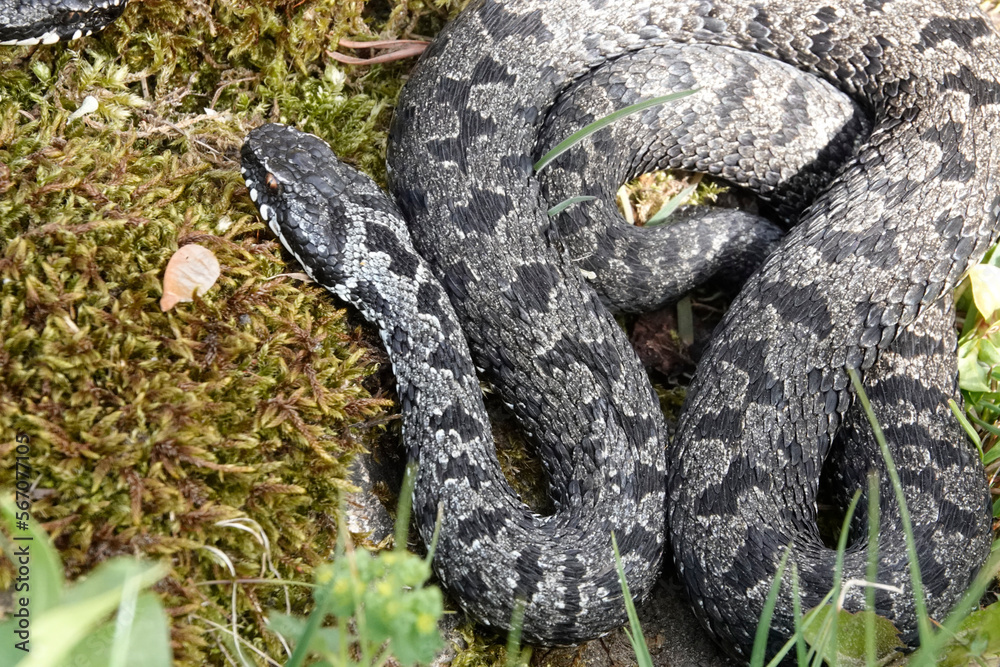 Fototapeta premium Kreuzotter (Vipera berus)