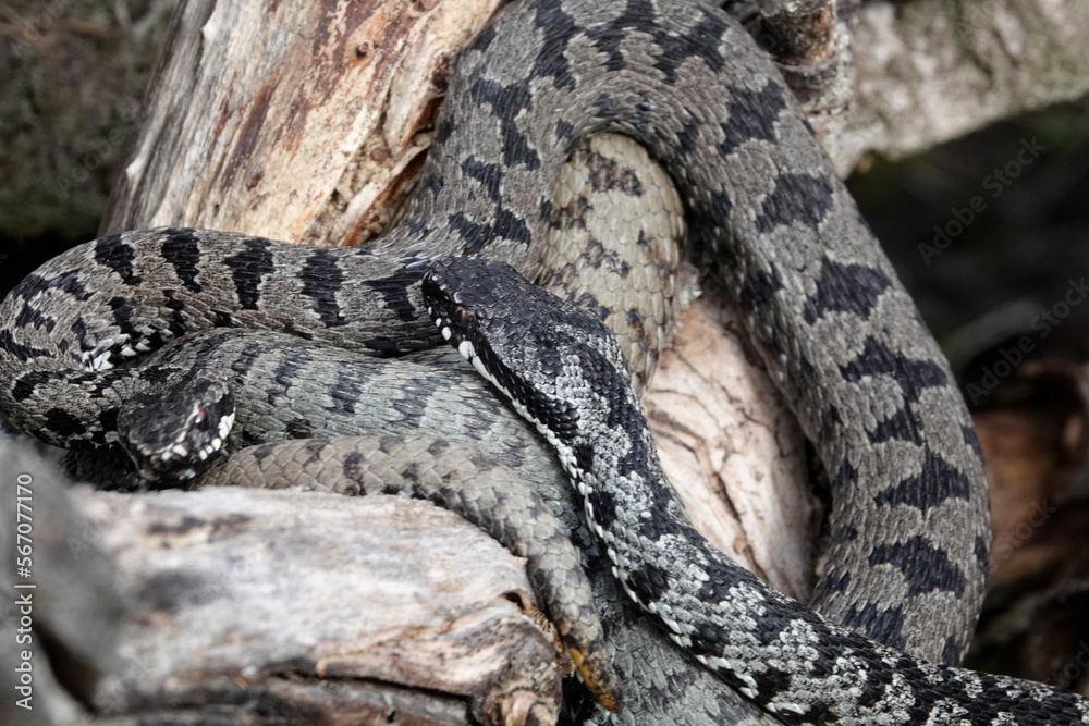 Kreuzotter (Vipera berus) Kreuzotter (Vipera berus)