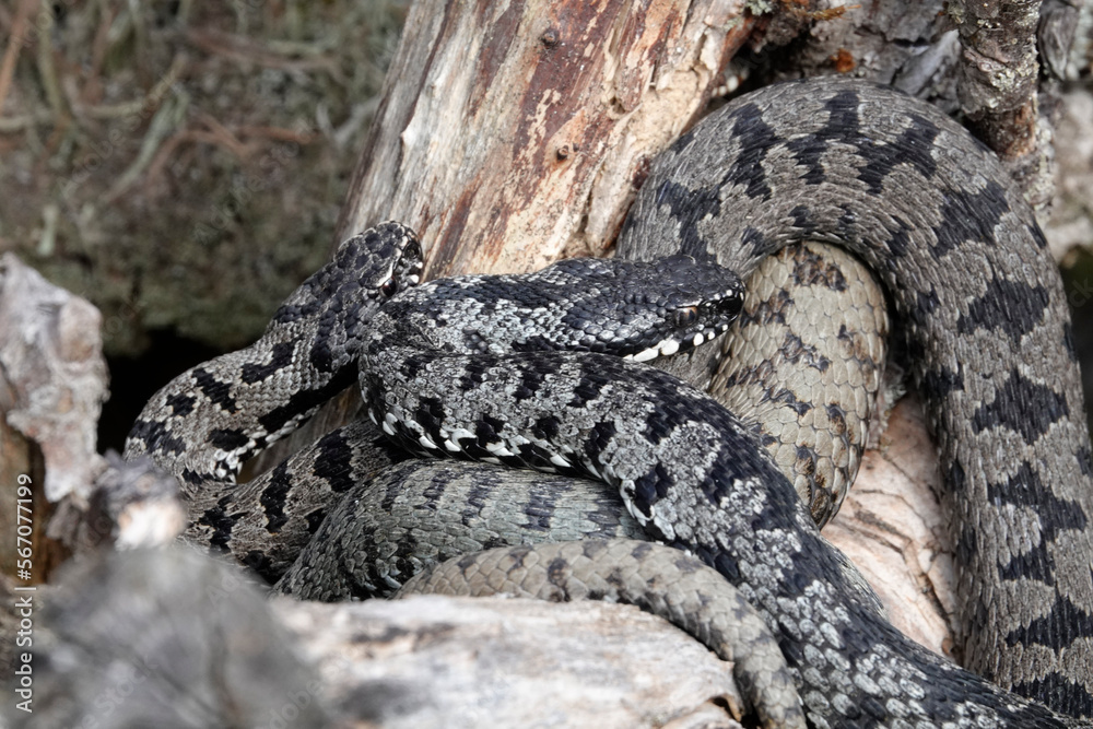 Fototapeta premium Kreuzotter (Vipera berus)