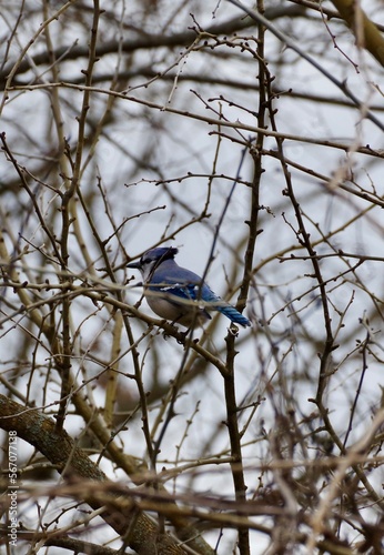 Blue Jay Nesting 
