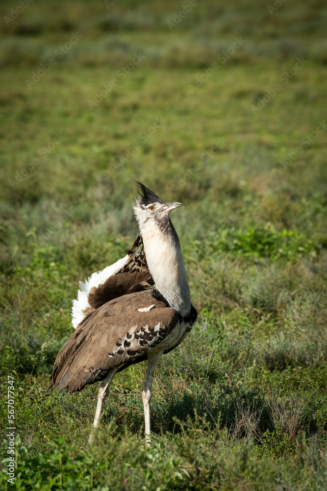 Kori bustard (Ardeotis kori) displaying while walking in the veld. Ngorongoro Conservation Area (NCA). Tanzania.