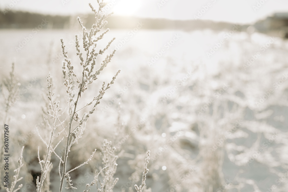Snow covered grass at field on a beautiful cold winter day. Winter landscape with frost on the grass and sunshine weather. Photo taken in Sweden. Snow covered grass at field on a beautiful cold winter day. Winter landscape with frost on the grass and sunshine weather. Photo taken in Sweden.