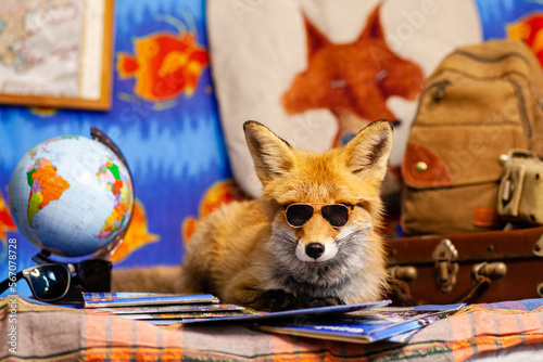 fox in sunglasses 