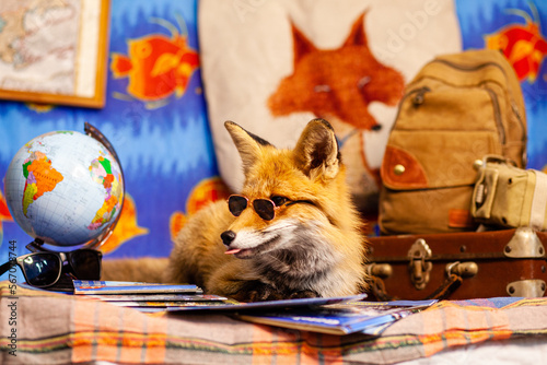 fox in sunglasses 