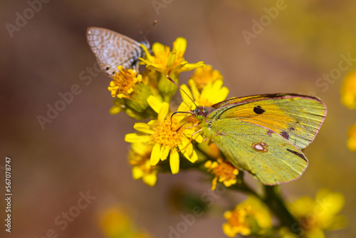 butterfly wit yellow blossom © Ulf Schumann
