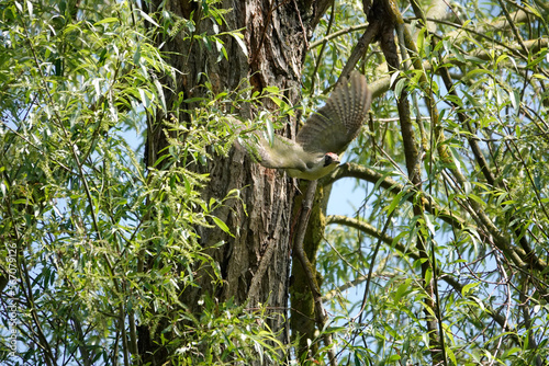 Grünspecht (Picus viridis) an Bruthöhle photo