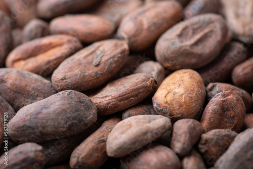 Close up shot of cacao beans. Harvested cocoa beans, growing cocoa