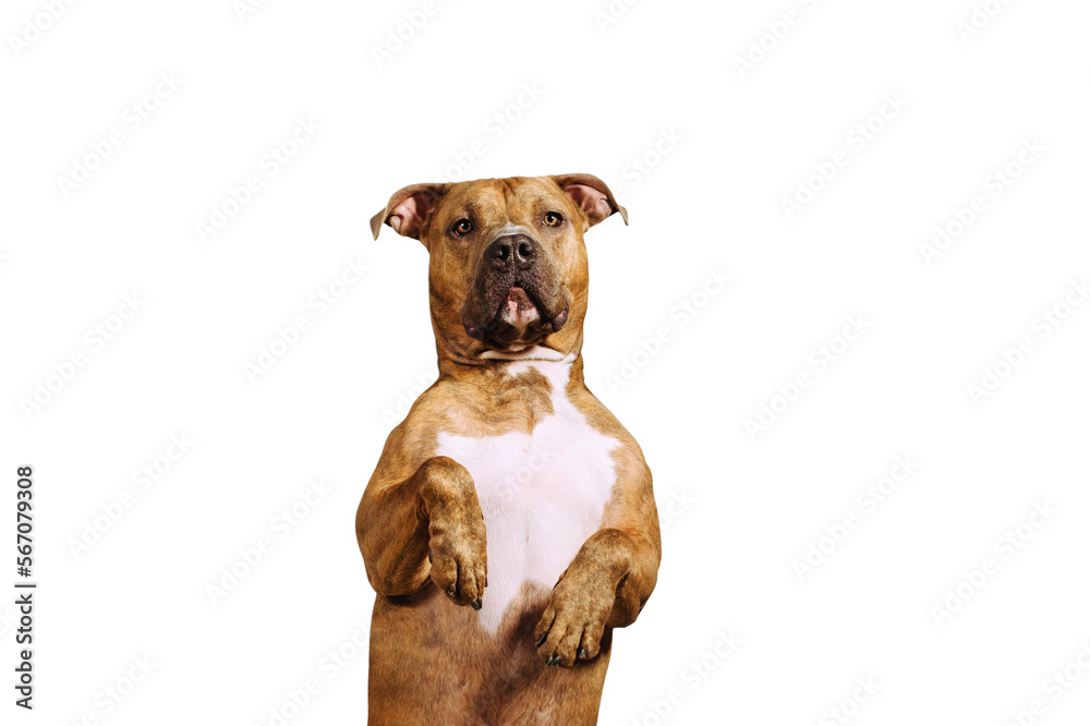 A happy big dog isolated as png A happy big dog isolated as png