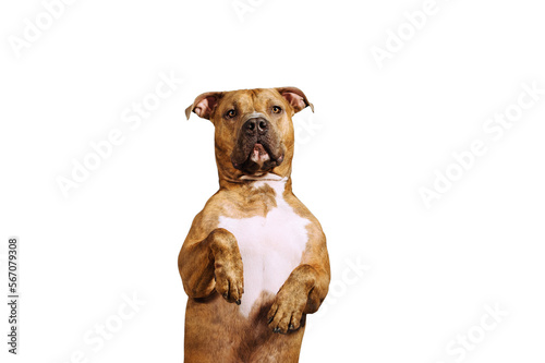 A happy big dog isolated as png