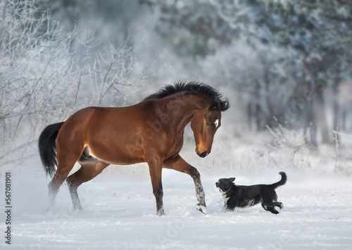 Horse run with dog in snow