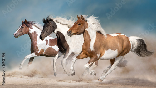 Pinto horse herd
