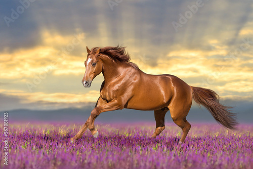 Fototapeta Naklejka Na Ścianę i Meble -  Horse in salvia meadow