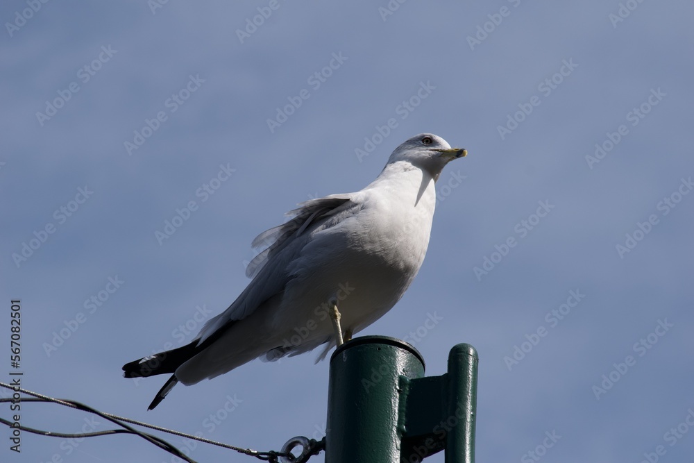 Obraz premium Seagull