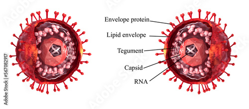 Medical background, realistic 3D structure diagram of a virus, text description, cutaway shape, 3d rendering