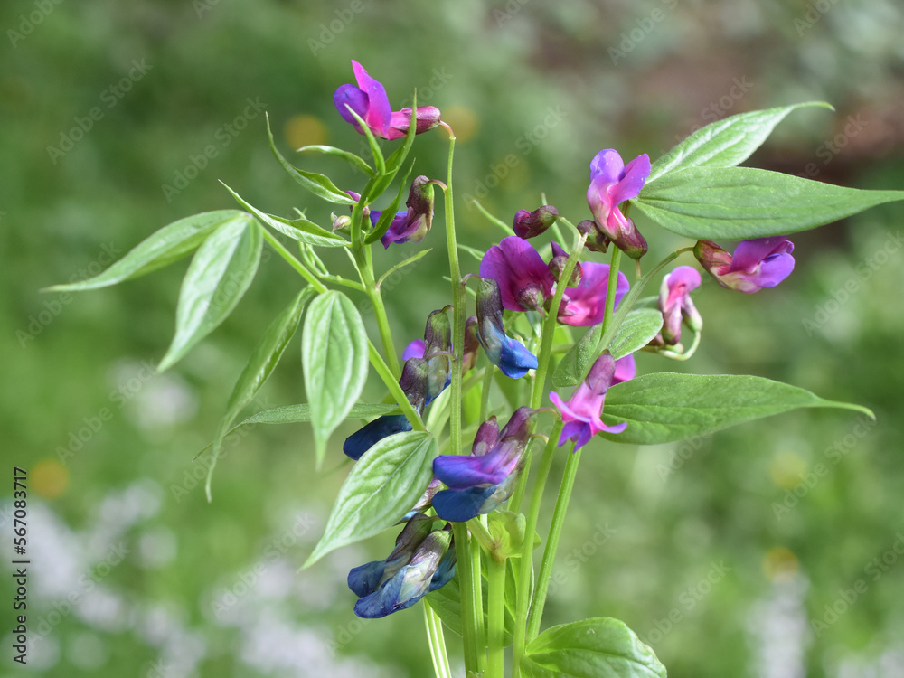 Blue and purple flowers on a Lathyrus vernus spring pea plant Blue and purple flowers on a Lathyrus vernus spring pea plant