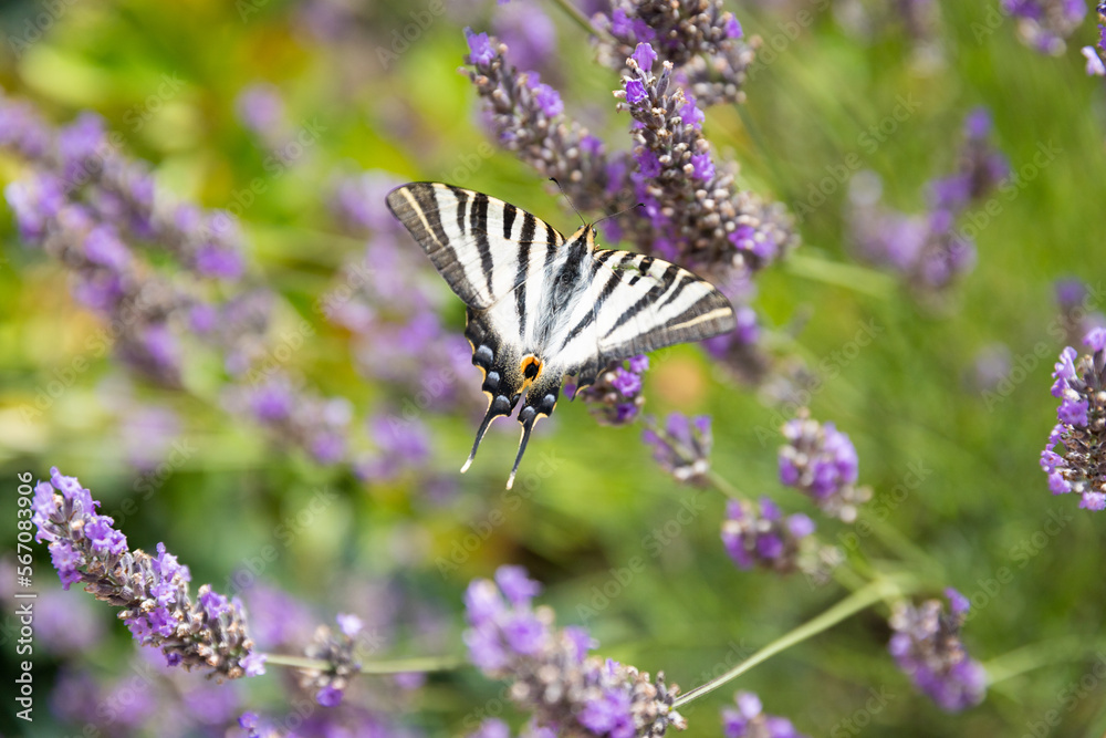 Iphiclides feisthamelii butterfly on lavender flowers.  Lavandula, Portugal