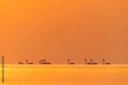 Greater Flamingos and beautiful hue in sky and water during sunrise at Asker coast of Bahrain