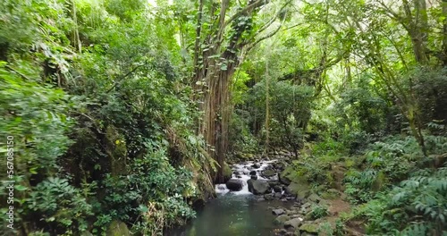 Honolulu Oahu Hawaii Jungle landscape scenery rushing creek bursting light and lush foliage on Nuuanu Trail, Aerial pull back dolly photo