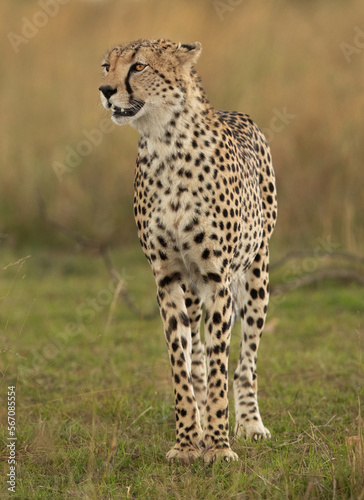 Portrait of a Cheetah, Masai Mara, Kenya © Dr Ajay Kumar Singh