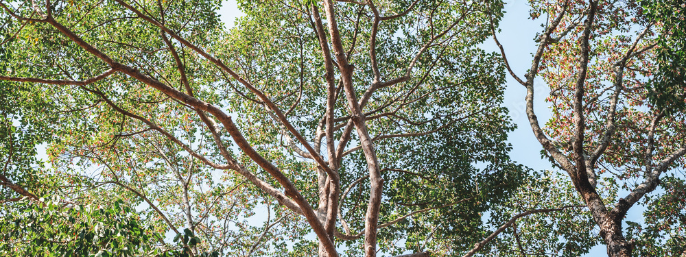 Fototapeta premium tree background in concept of earth sustainability resource and green nature environment, environmental ecology for save the global planet protection or eco renewable energy, plant conservation