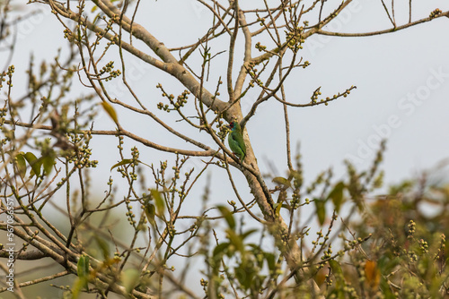 Malabar barbet (Psilopogon malabaricus) at Thattekkad Bird Sanctuary, Kerala, India.