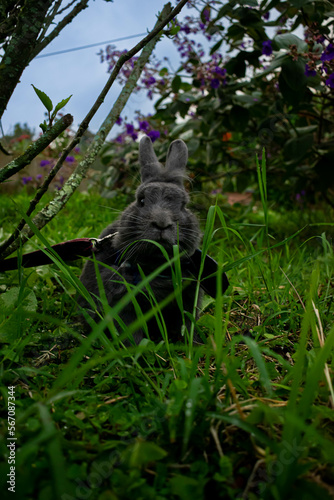 rabbit in the forest