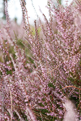 Close up of heather flowers in the forest. Calluna vulgaris, Portugal